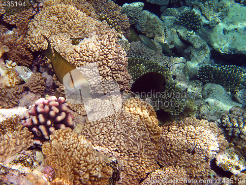 Image of yellow fish and coral reef