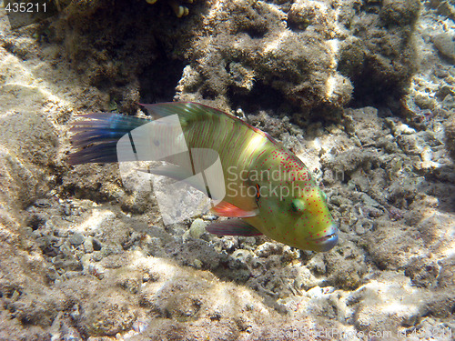 Image of Green tropical fish