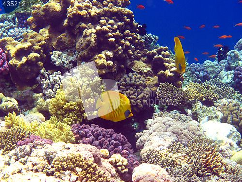 Image of Coral reef in Red sea