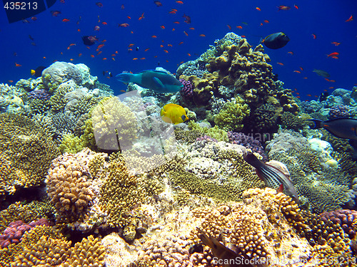 Image of Tropical coral reef in Red sea