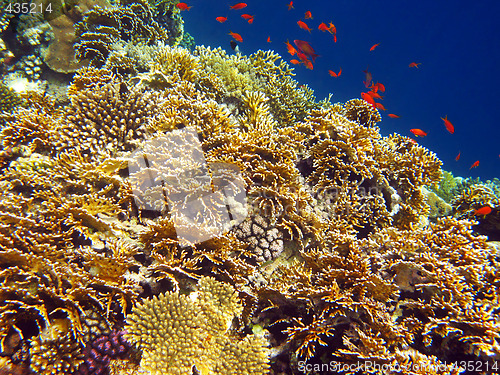 Image of Net fire coral
