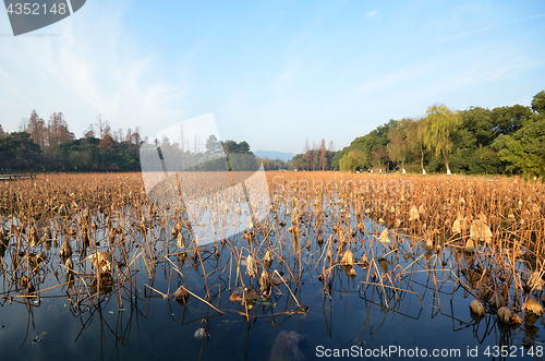 Image of Dead lotus plants during winter on West Lake, Hangzhou.