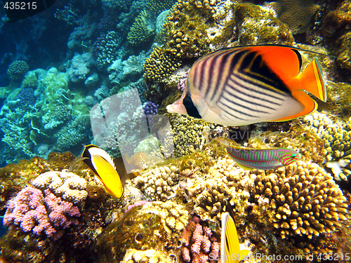 Image of Threadfin butterflyfish
