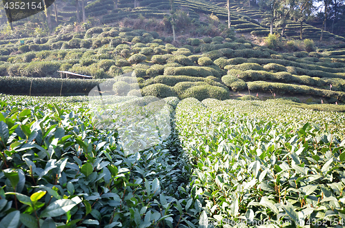 Image of Beautiful fresh green chinese Longjing tea plantation