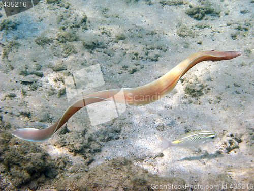 Image of Grey morey eel