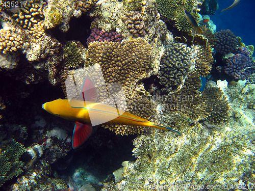 Image of Sheephead parrotfish and coral reef