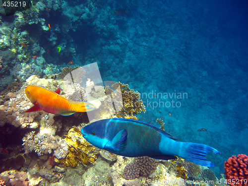 Image of Parrot fishes
