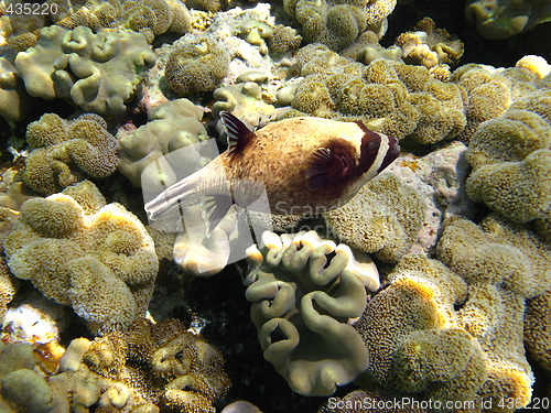 Image of Masked puffer fish