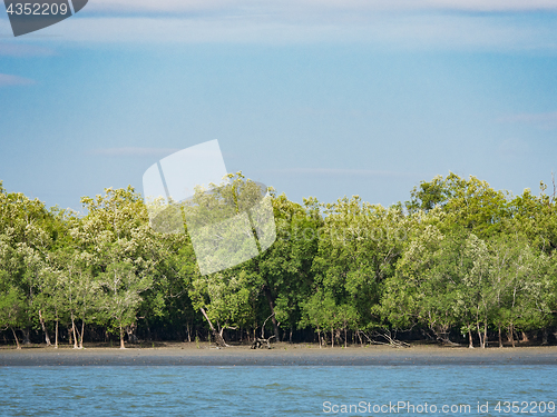 Image of Mangrove forest in the Tanintharyi Region, Myanmar