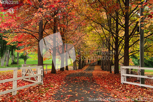 Image of Maple lined drive way in Autumn