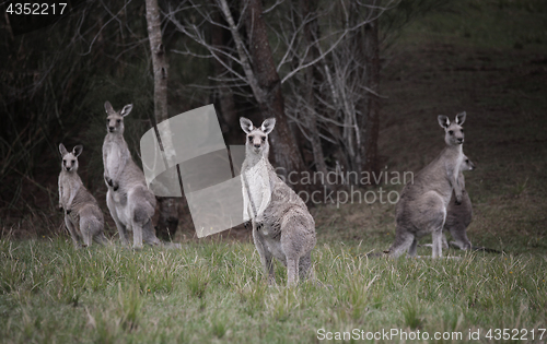 Image of Mob of kangaroos in bushland