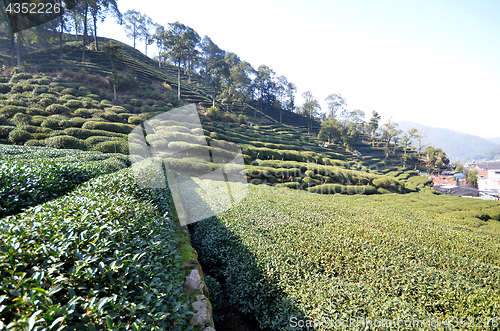 Image of Beautiful fresh green chinese Longjing tea plantation