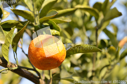 Image of Orange mandarin on the tree