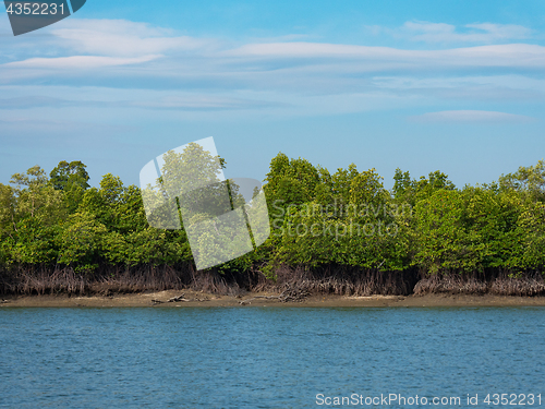 Image of Mangrove forest in the Tanintharyi Region, Myanmar