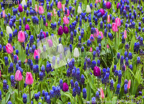 Image of Field of Flowers in Spring