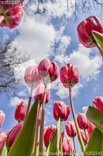 Image of Inside the Tulips Field