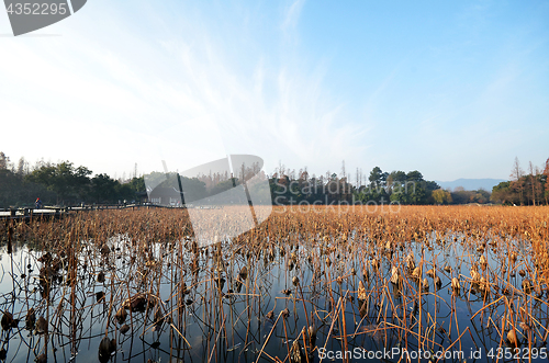 Image of Dead lotus plants during winter on West Lake, Hangzhou.