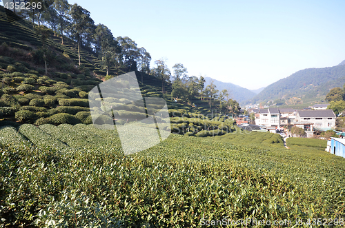 Image of Beautiful fresh green chinese Longjing tea plantation