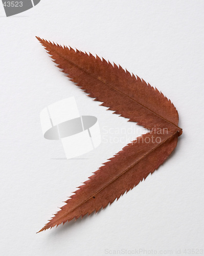 Image of Minor symbol: alphabet and numbers with autumn brown red dry leaf on white background