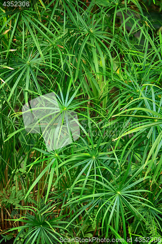 Image of green natural leaf background