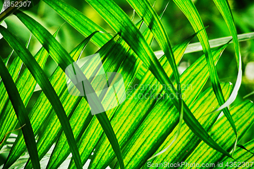 Image of green natural leaf background