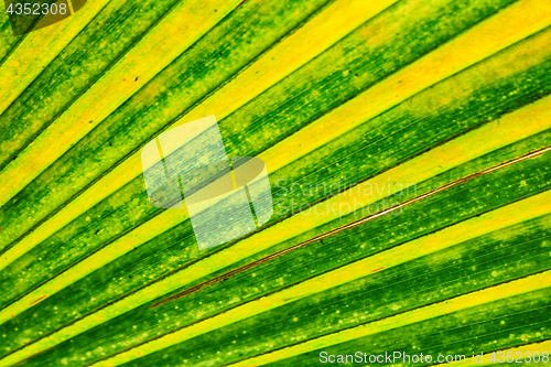 Image of green natural leaf background