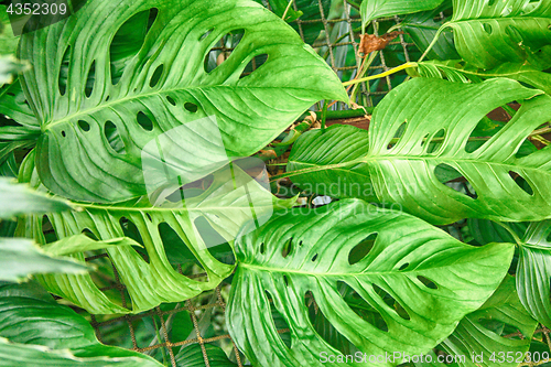 Image of green natural leaf background