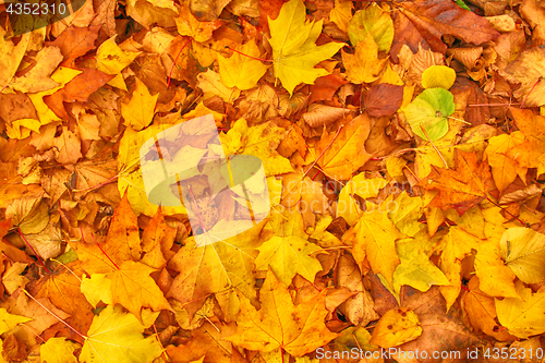 Image of autumn leaf background