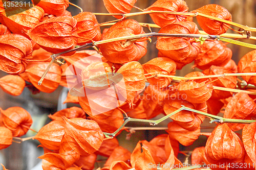 Image of exotic fruits texture