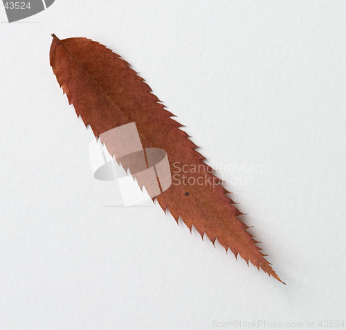 Image of Comma symbol: alphabet and numbers with autumn brown red dry leaf on white background