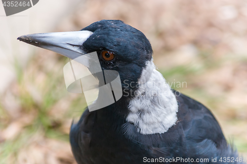 Image of Australian Magpie