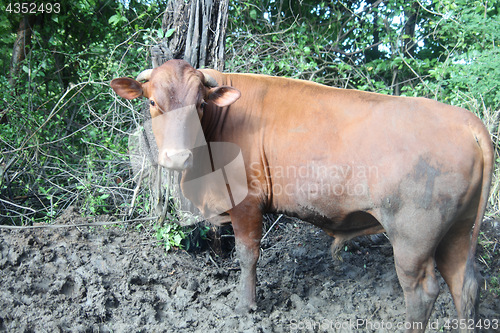 Image of Cow grazing.