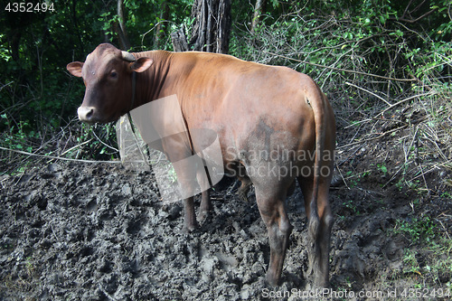 Image of Cow grazing.