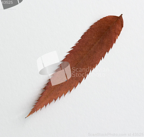 Image of Comma symbol: alphabet and numbers with autumn brown red dry leaf on white background