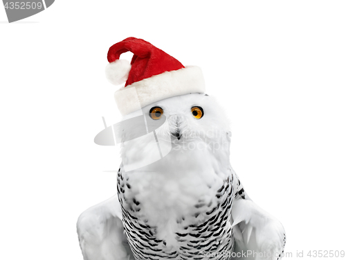 Image of New year owl