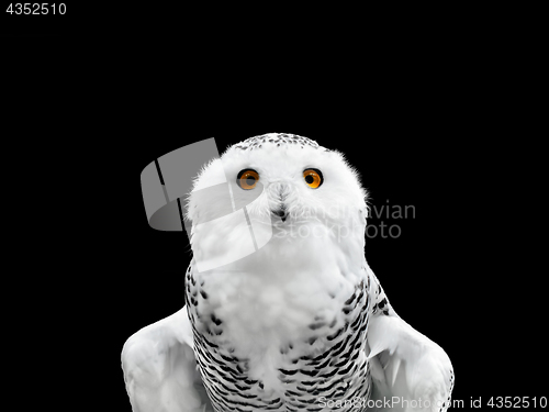 Image of snowy owl 