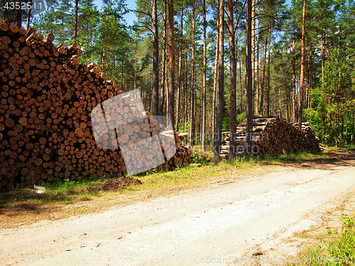 Image of logs in the forest