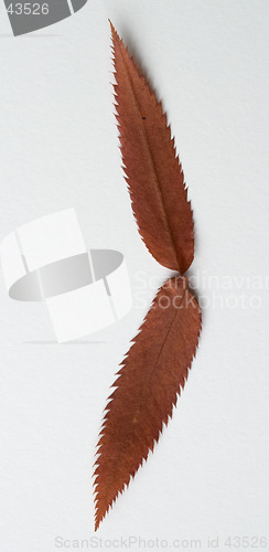 Image of Bracket symbol: alphabet and numbers with autumn brown red dry leaf on white background