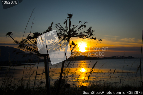 Image of Sunset Flowers