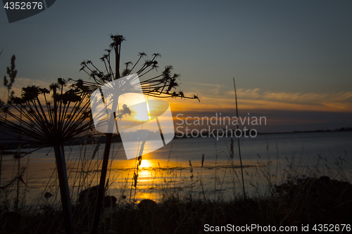 Image of Sunset Flowers