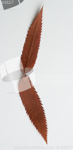 Image of Bracket symbol: alphabet and numbers with autumn brown red dry leaf on white background