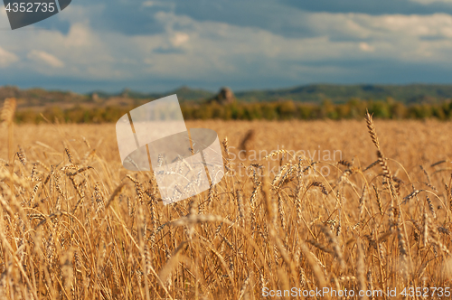 Image of wheat field on sunset