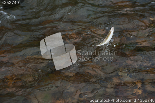 Image of Caught grayling fish