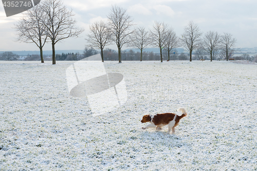 Image of Young Welsh Springer Spaniel in the snow