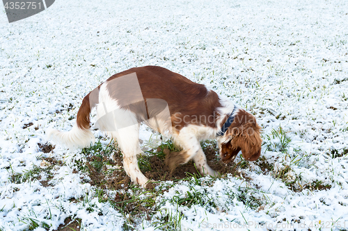 Image of Young Welsh Springer Spaniel in the snow