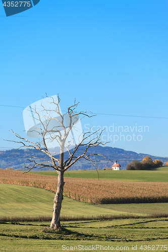 Image of Old Tree