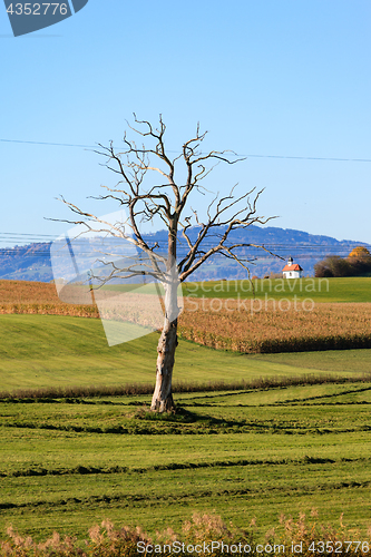 Image of Old Tree