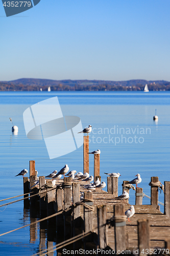 Image of Seagulls on Ammersee