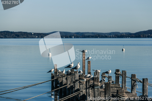 Image of Seagulls on Ammersee