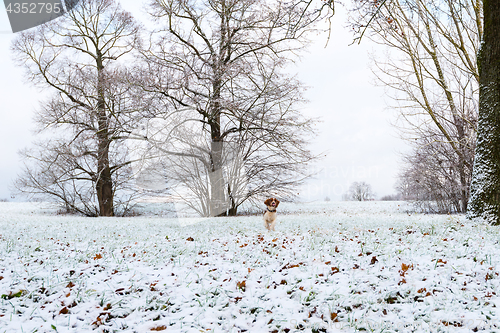 Image of Young Welsh Springer Spaniel in the snow